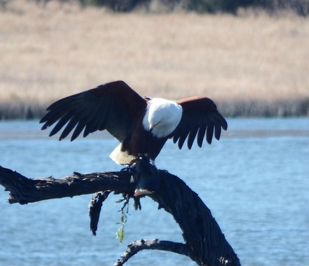 Fish eagle had just caught a fish.