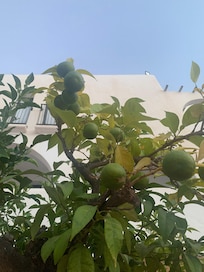 Limeträd på området