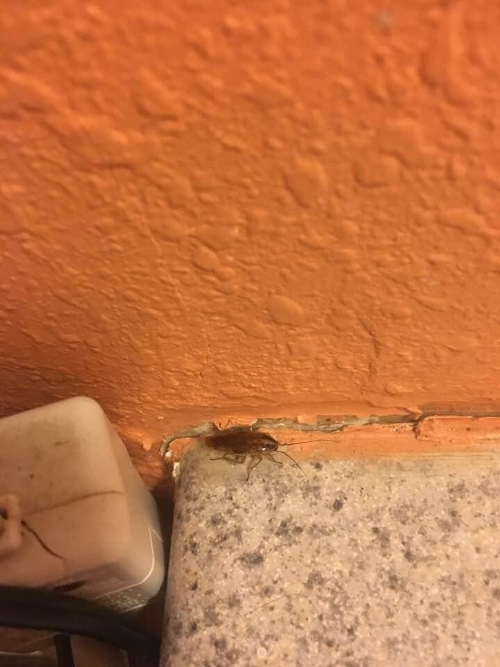 Bigger Roach