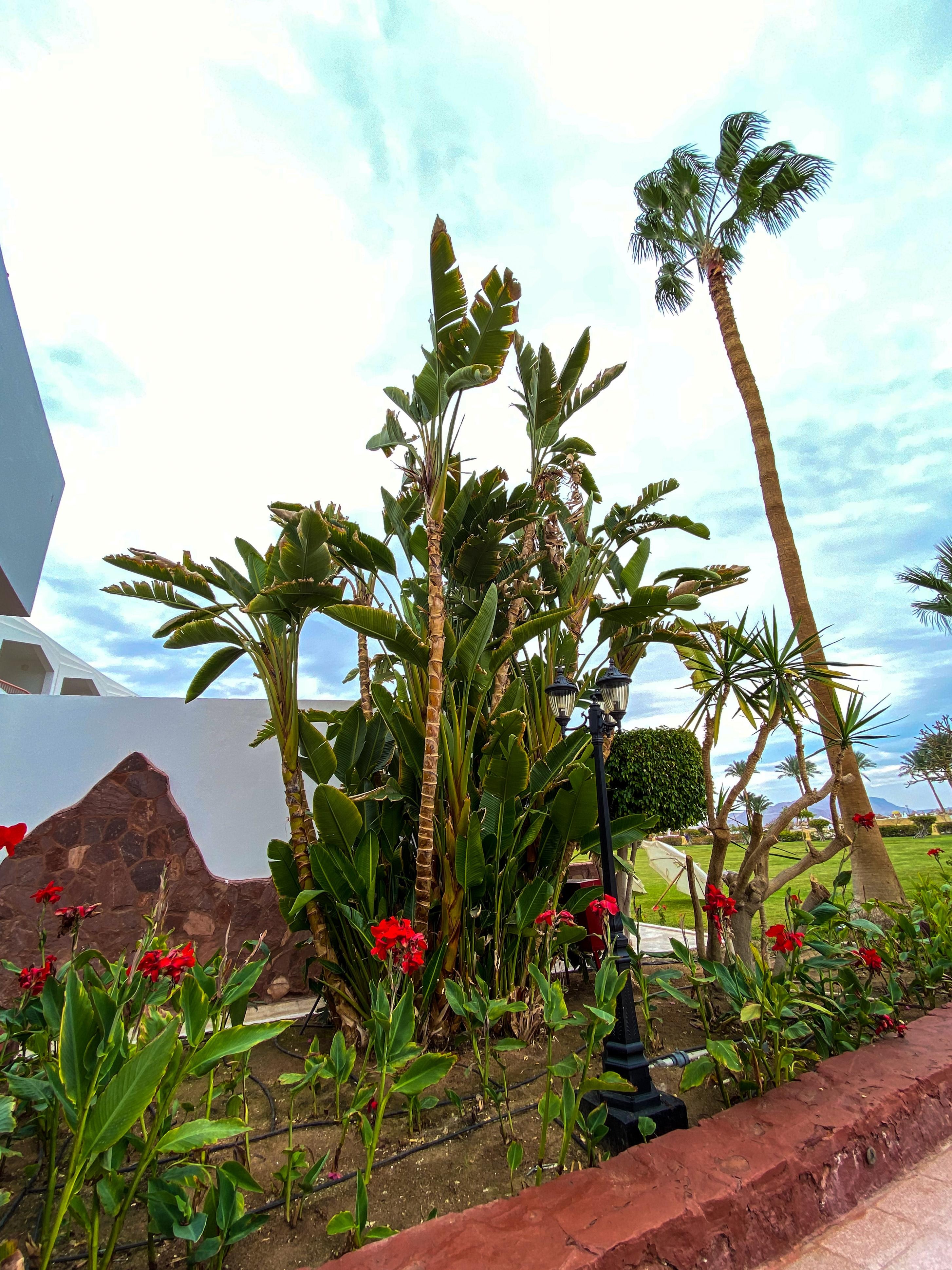 Large bird of paradise