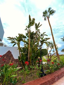 Large bird of paradise