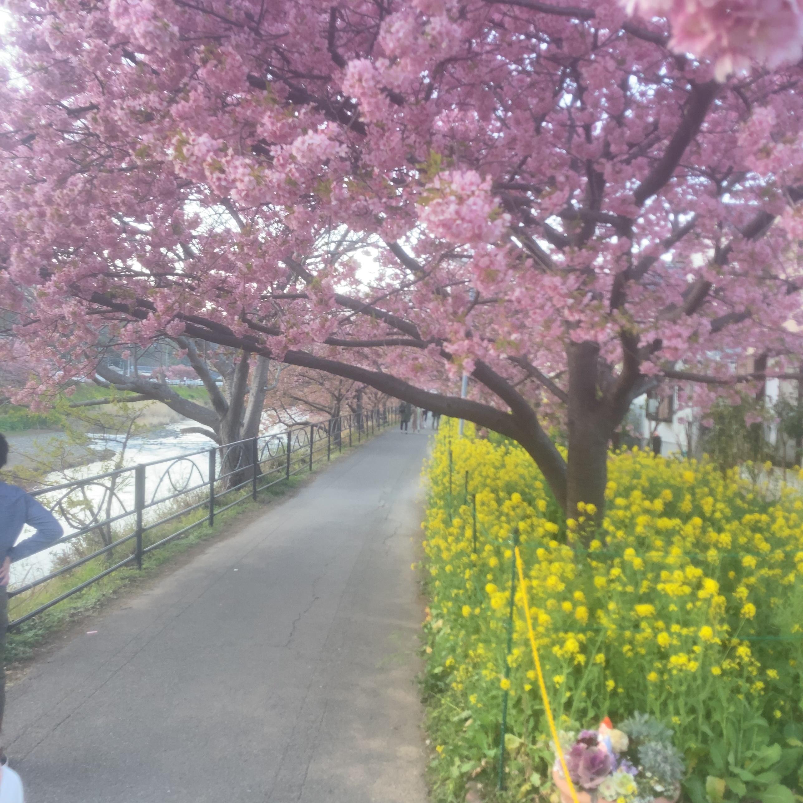 河津桜