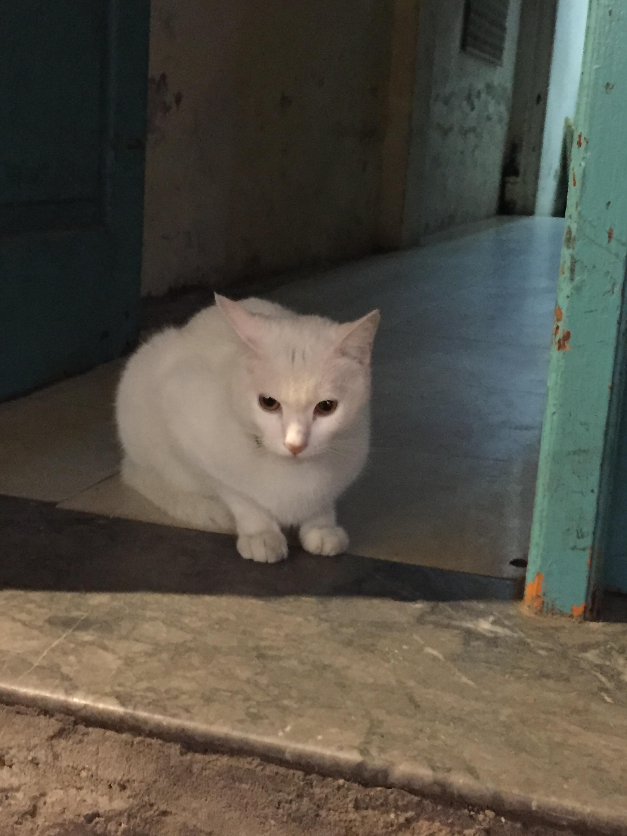 옆집에 사는 고양이