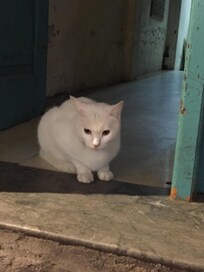 옆집에 사는 고양이