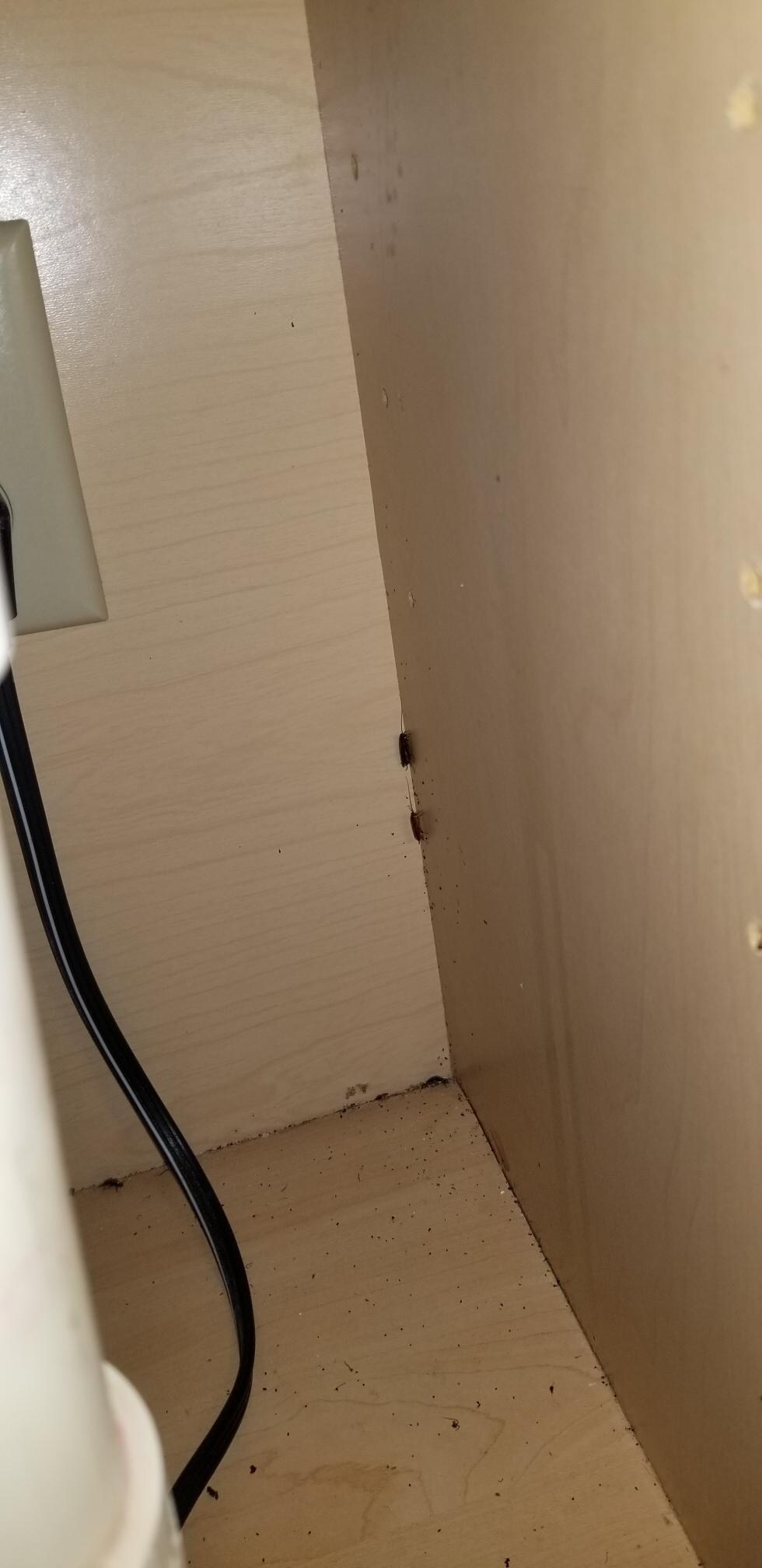 close up of roaches in corner under sink. 