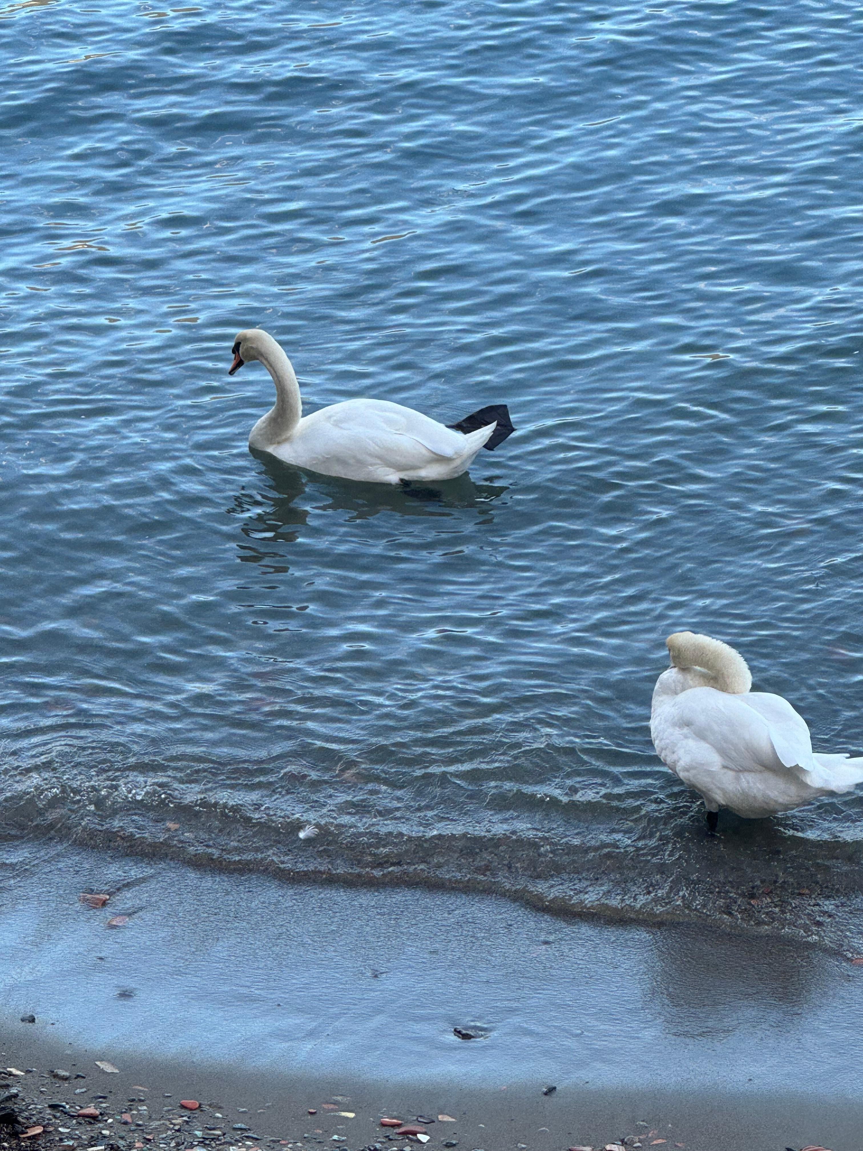 Swans right outside our balcony to welcome us!