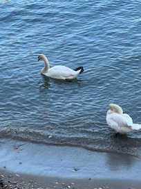 Swans right outside our balcony to welcome us!