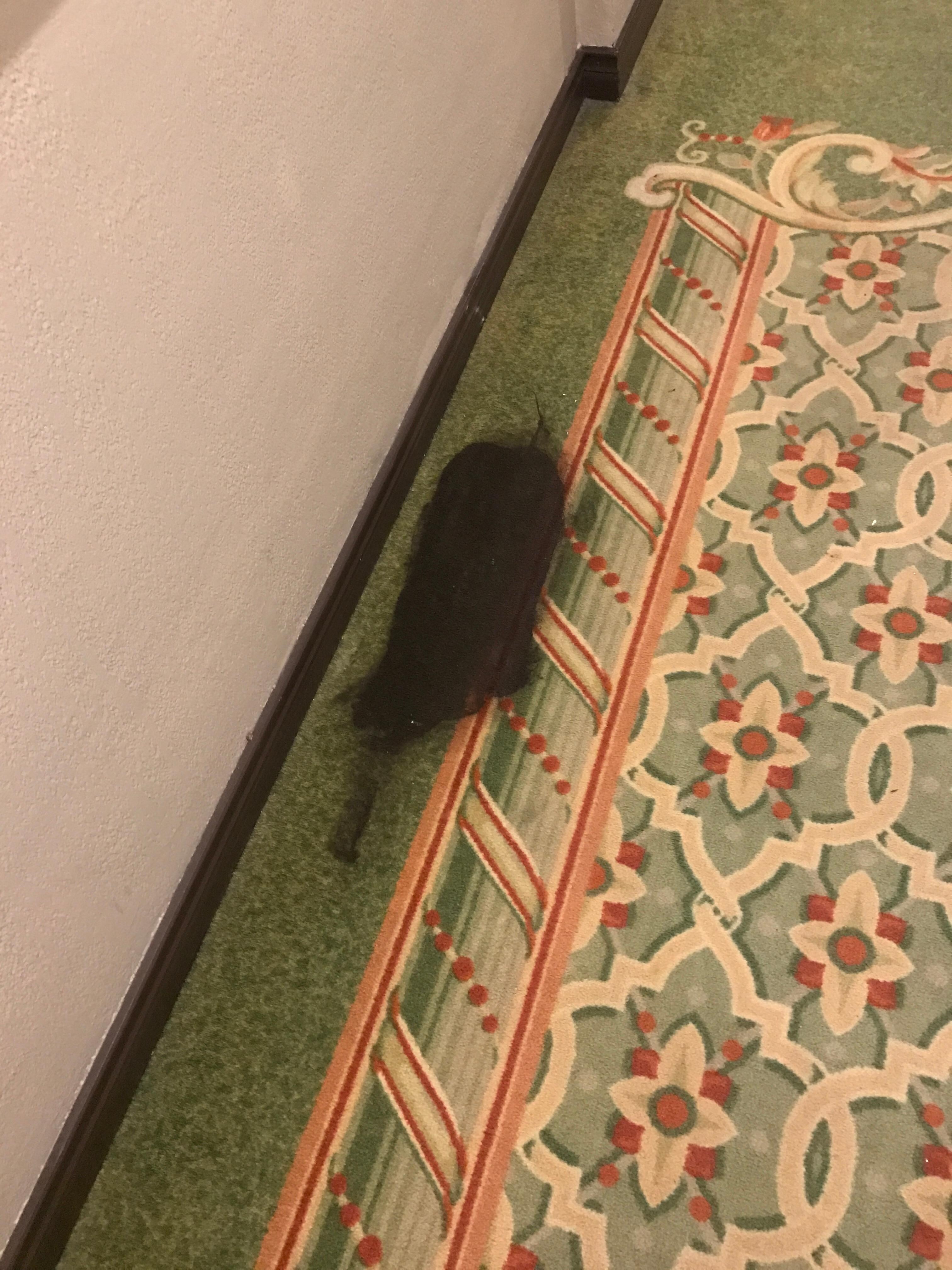 The hallway