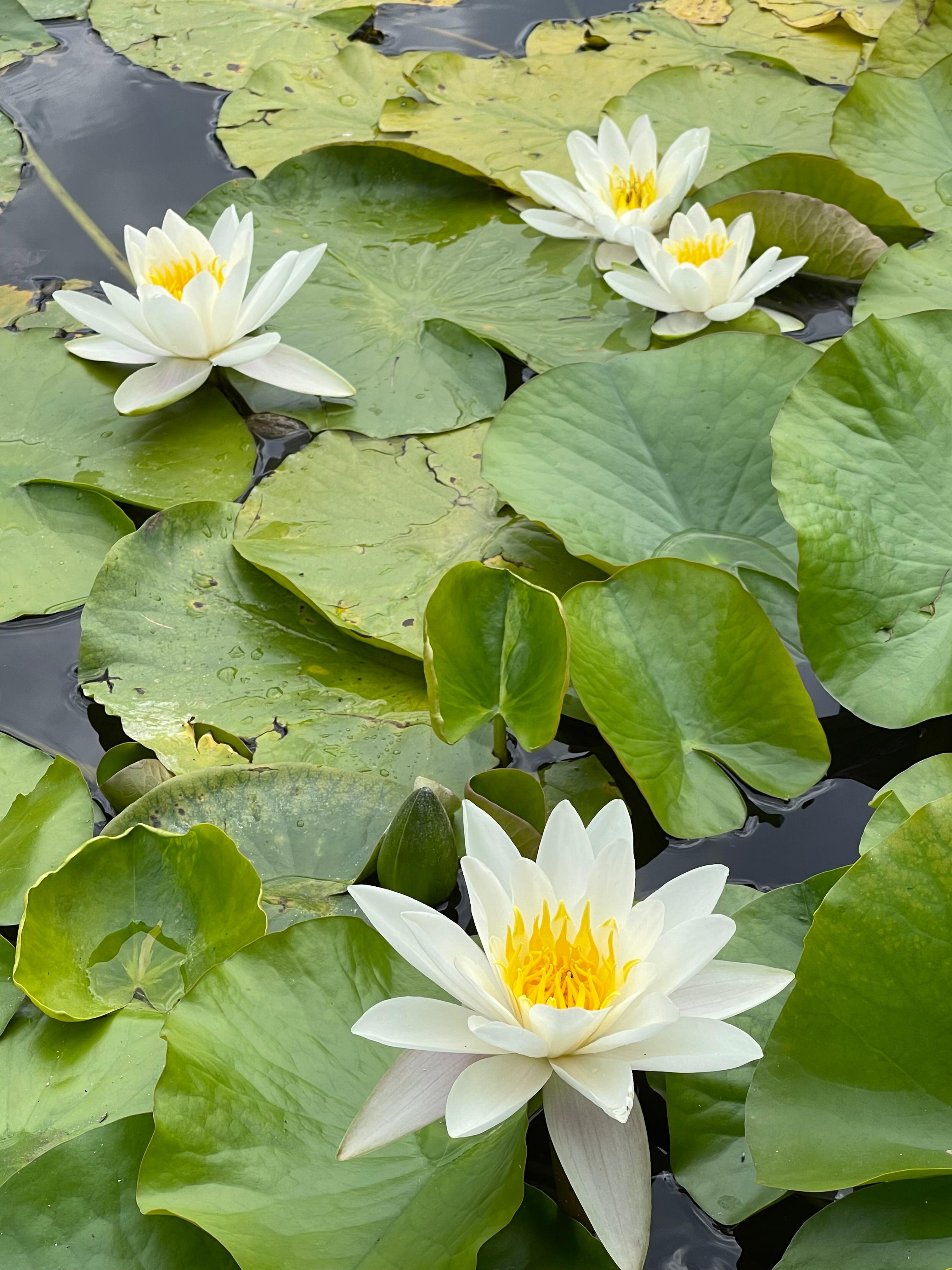 Water lilies in the fountains