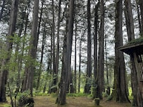 Bosque