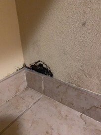 Mold on wall in room 202