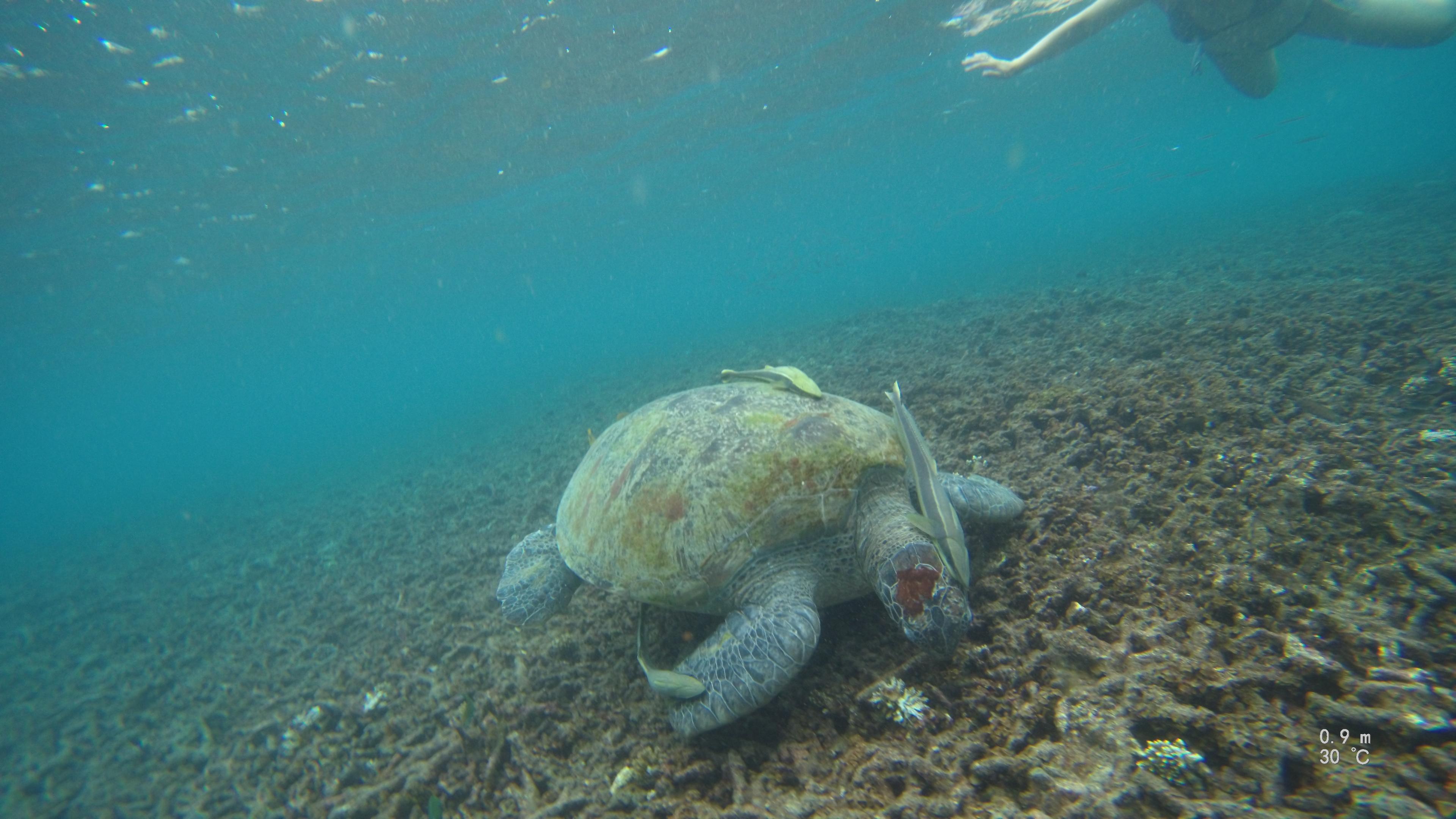 Snorkling fra hotellet