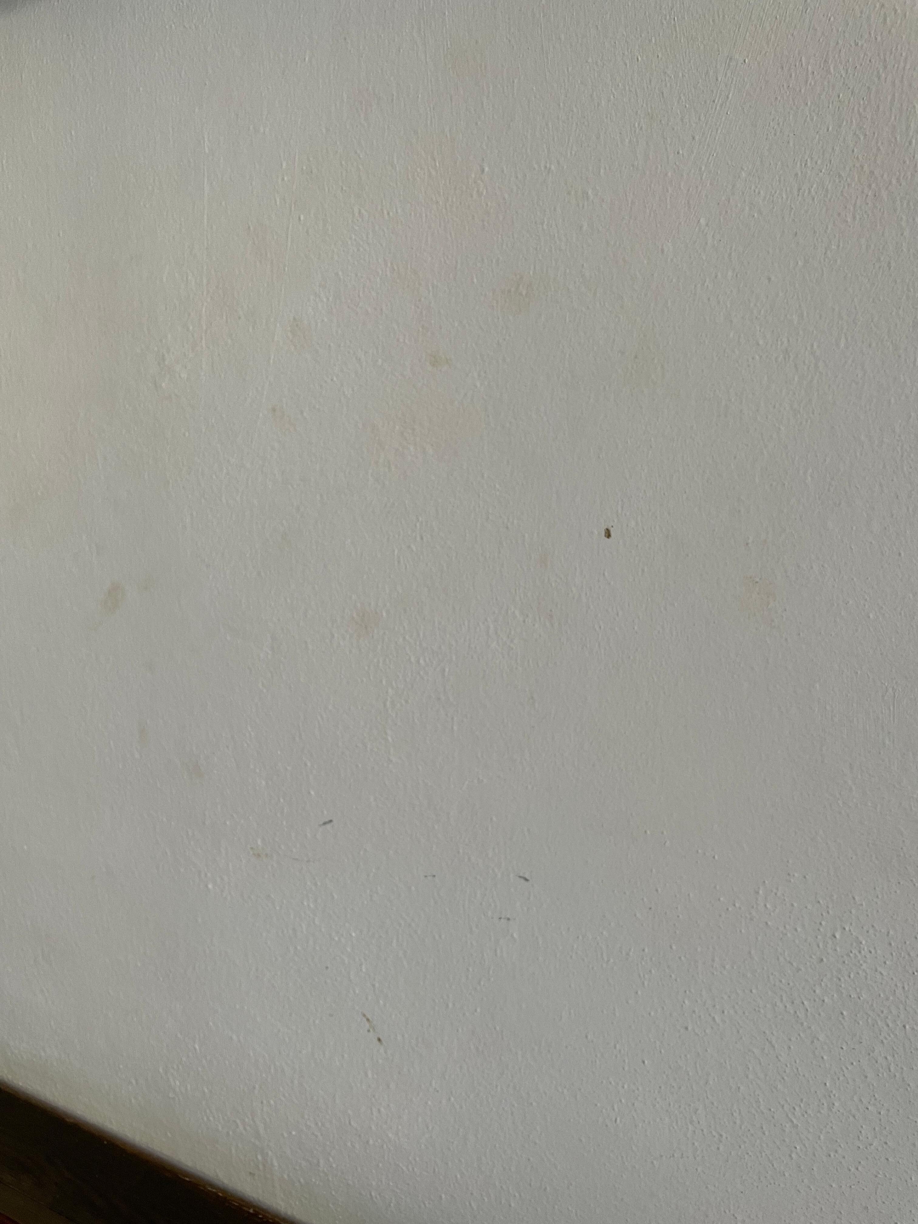 Duvarda ölü sinekler