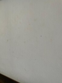 Duvarda ölü sinekler