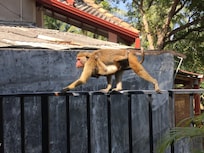 Monkey on balcony