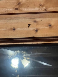 After killing the spider, a scorpion made his unwelcomed visit too!