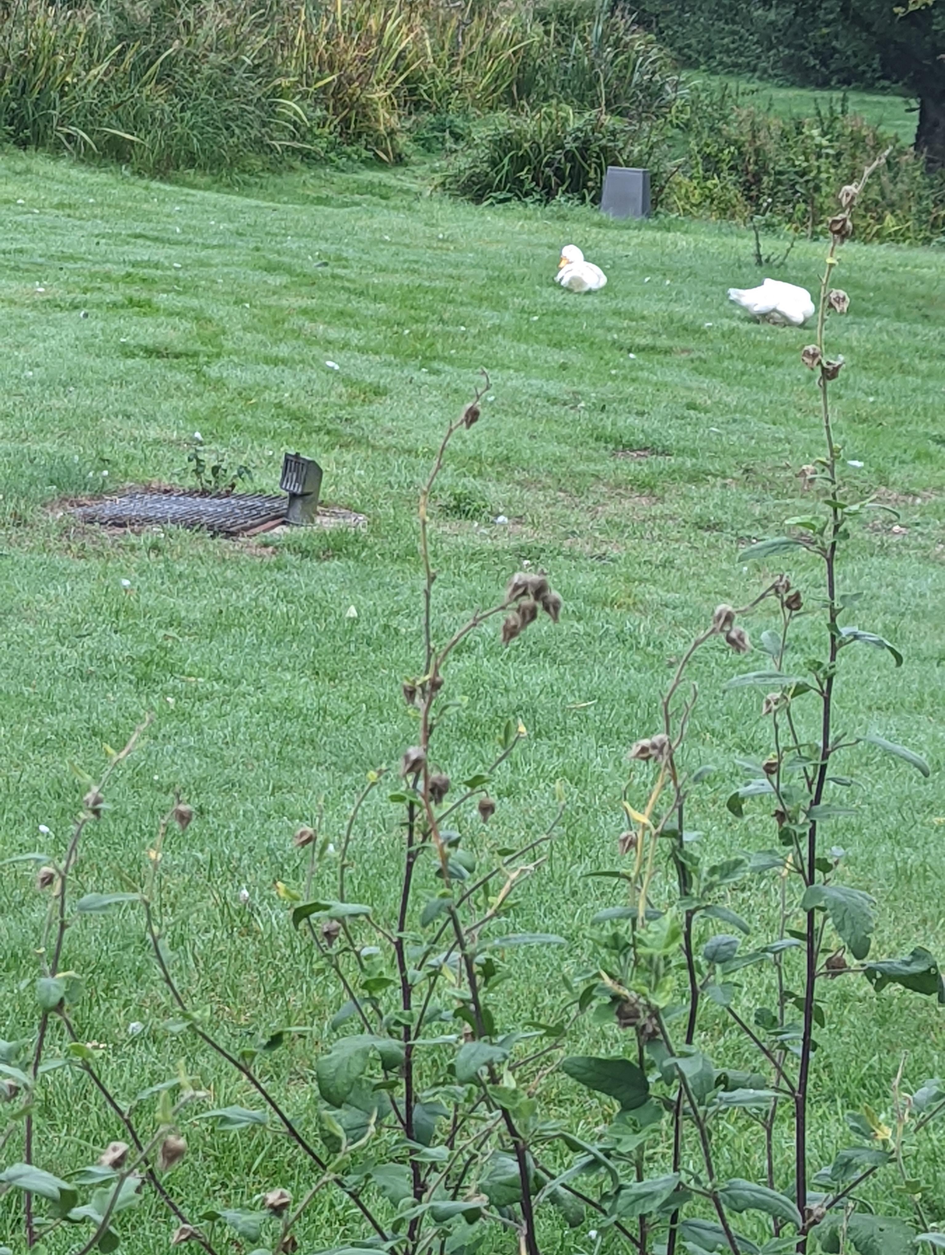 Geese on site