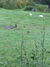 Geese on site