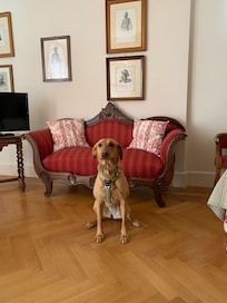 Dog friendly.