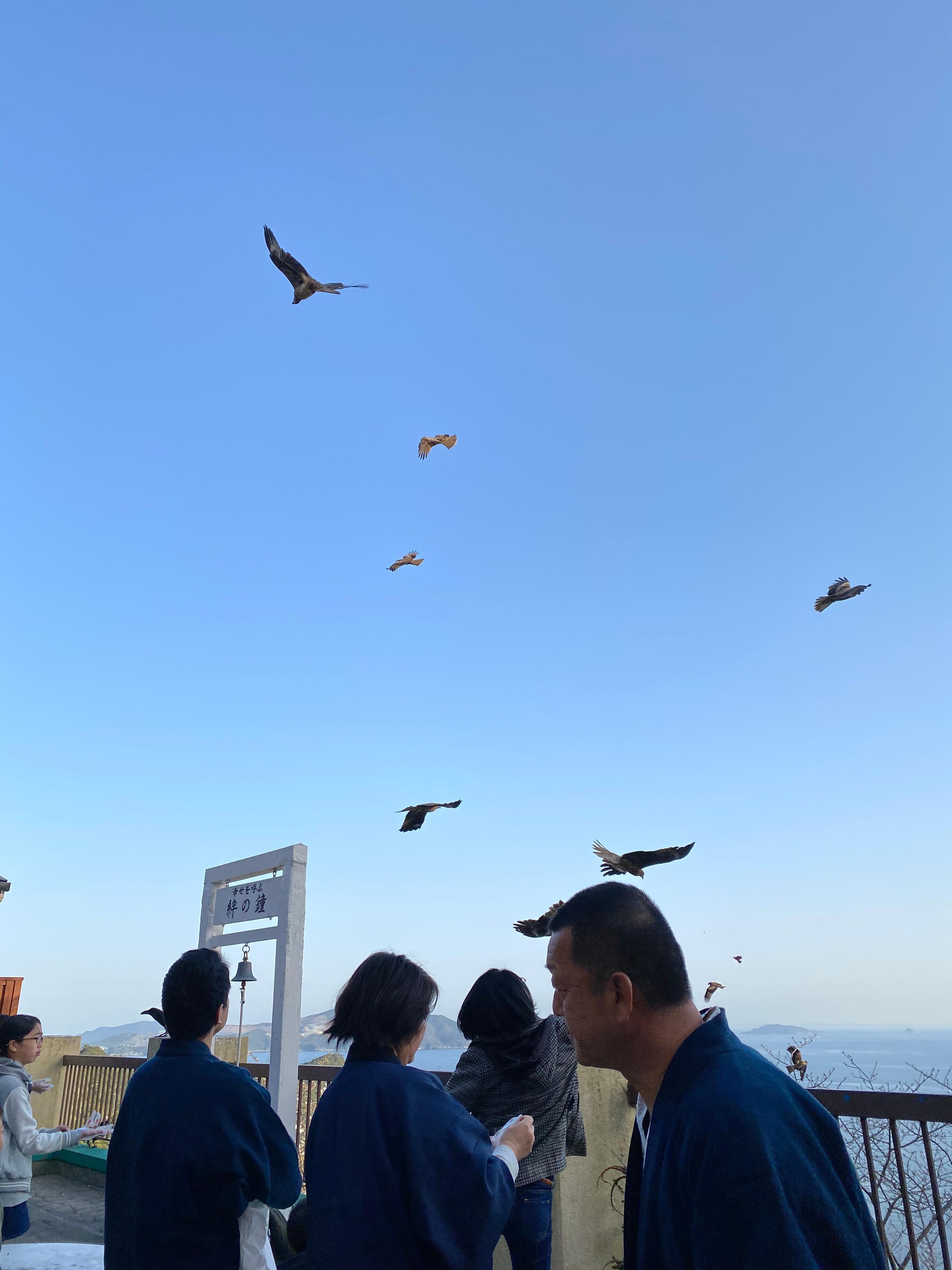 トンビの餌やり