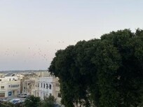 Early morning birds opposite.