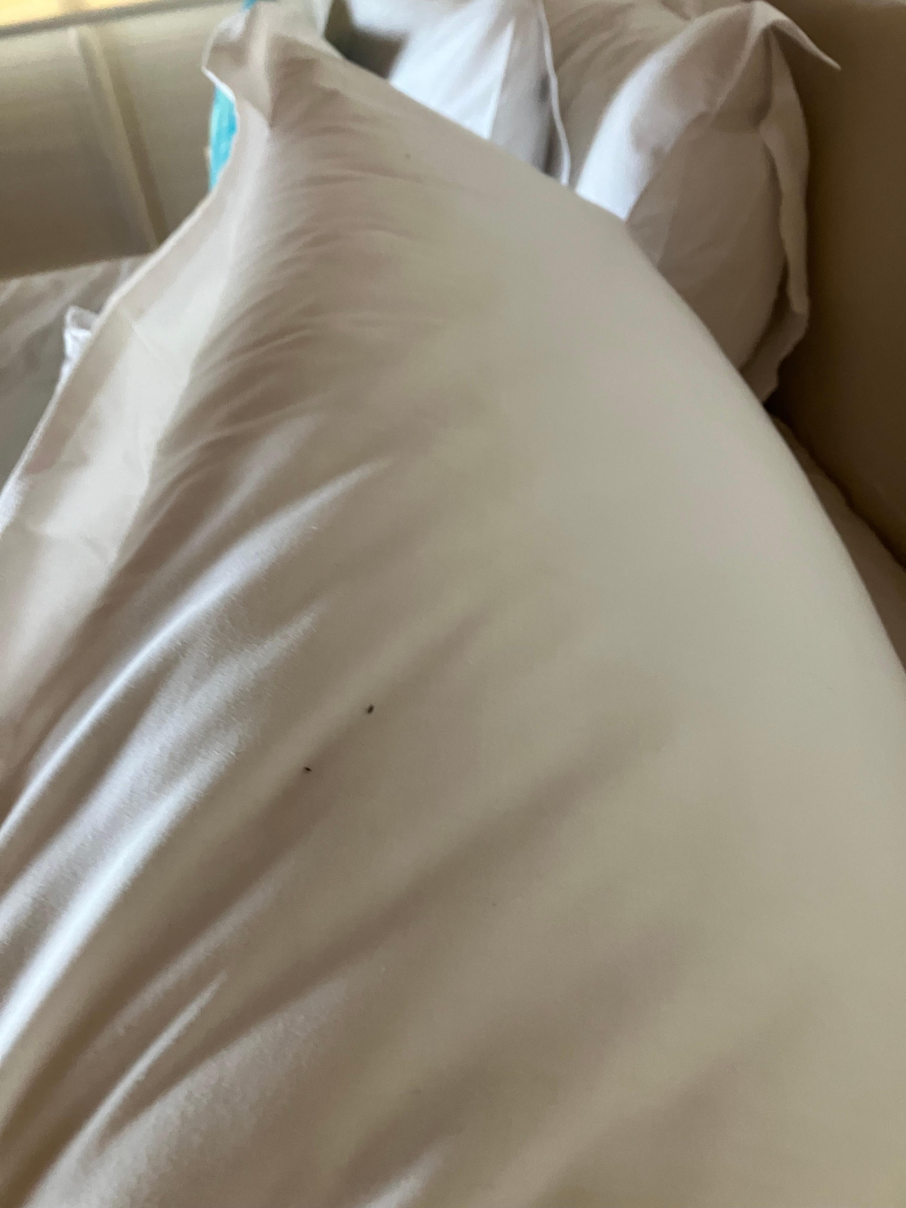 Dead ants on pillow