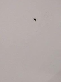 roach on wall