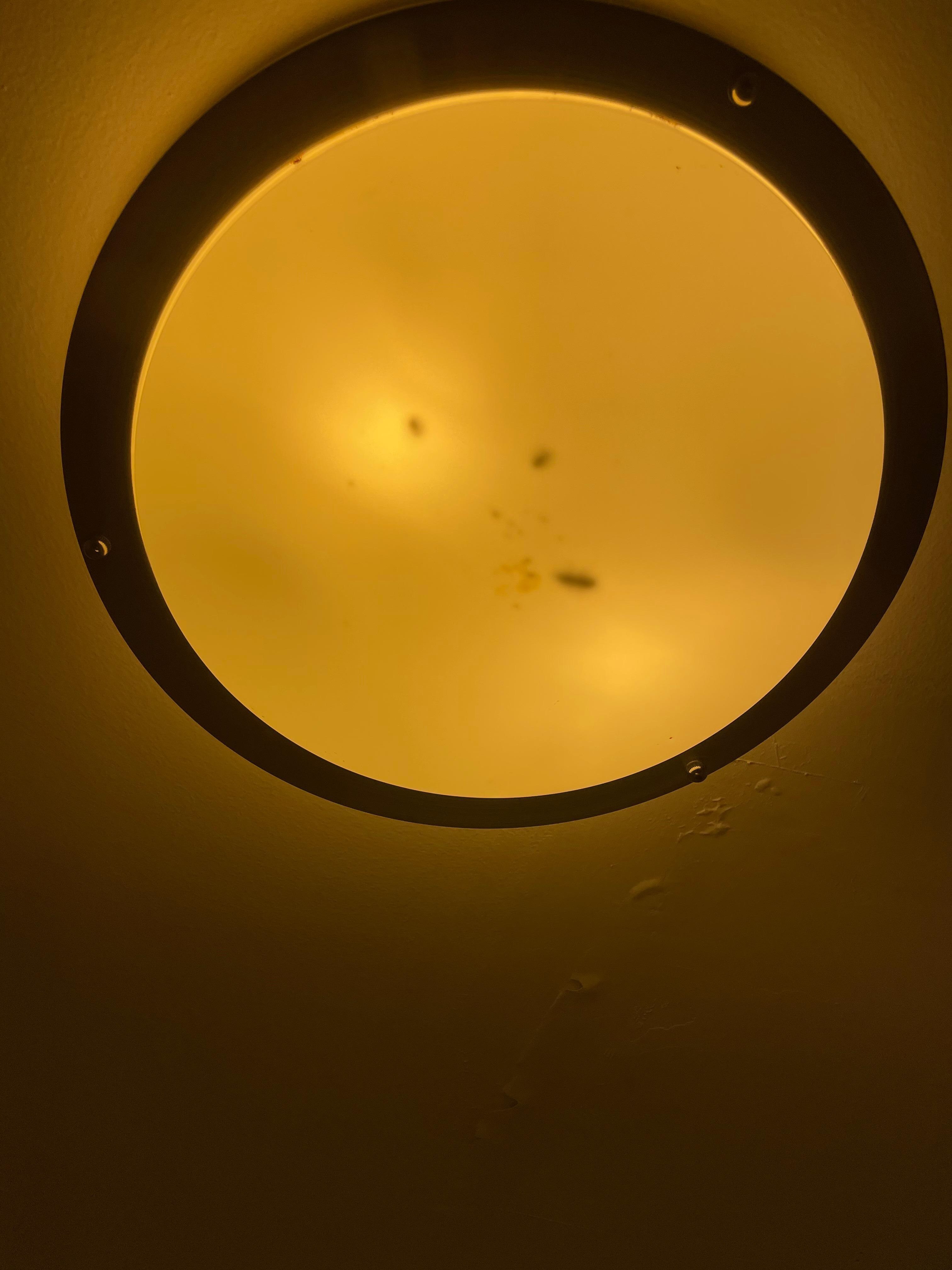 Dead bugs in light fixture