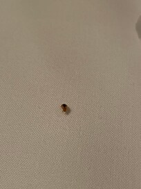 There were more. I packed up and left at 3 in the morning after discovering this. Hotel staff really didn’t seem to care about my inconvenience.