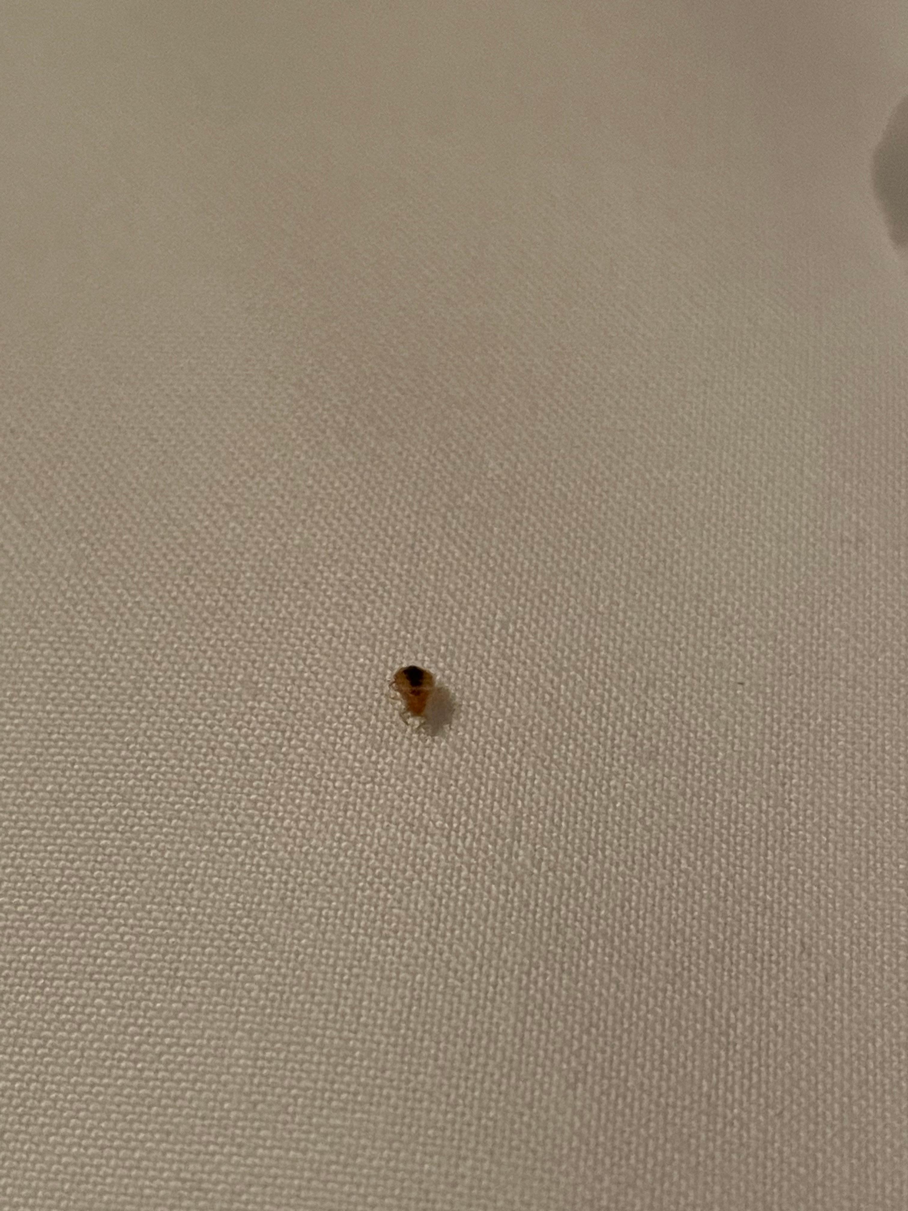 There were more. I packed up and left at 3 in the morning after discovering this. Hotel staff really didn’t seem to care about my inconvenience. 