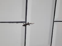 A little friend