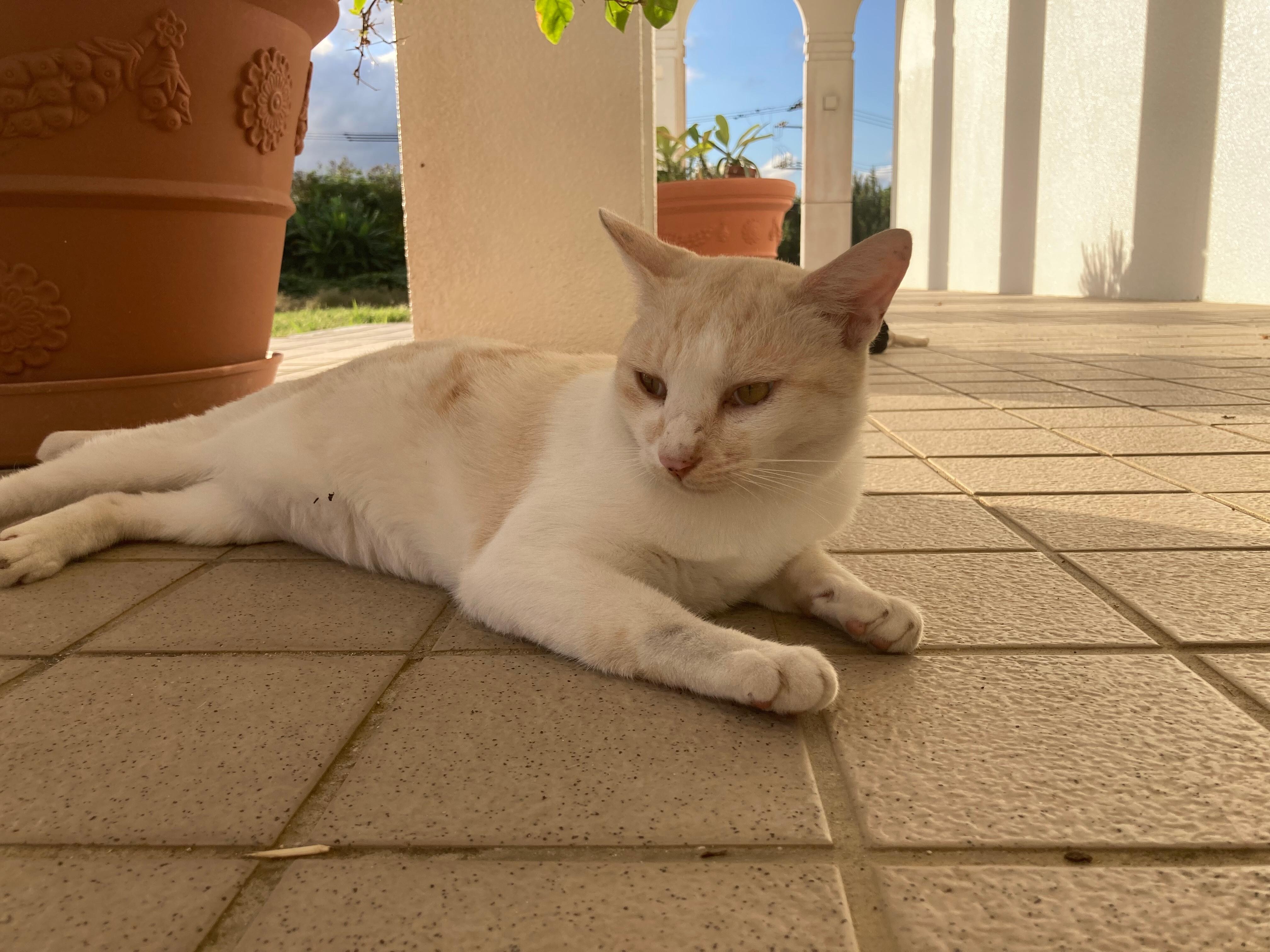 可愛い猫がいました🐈名前もありますよ