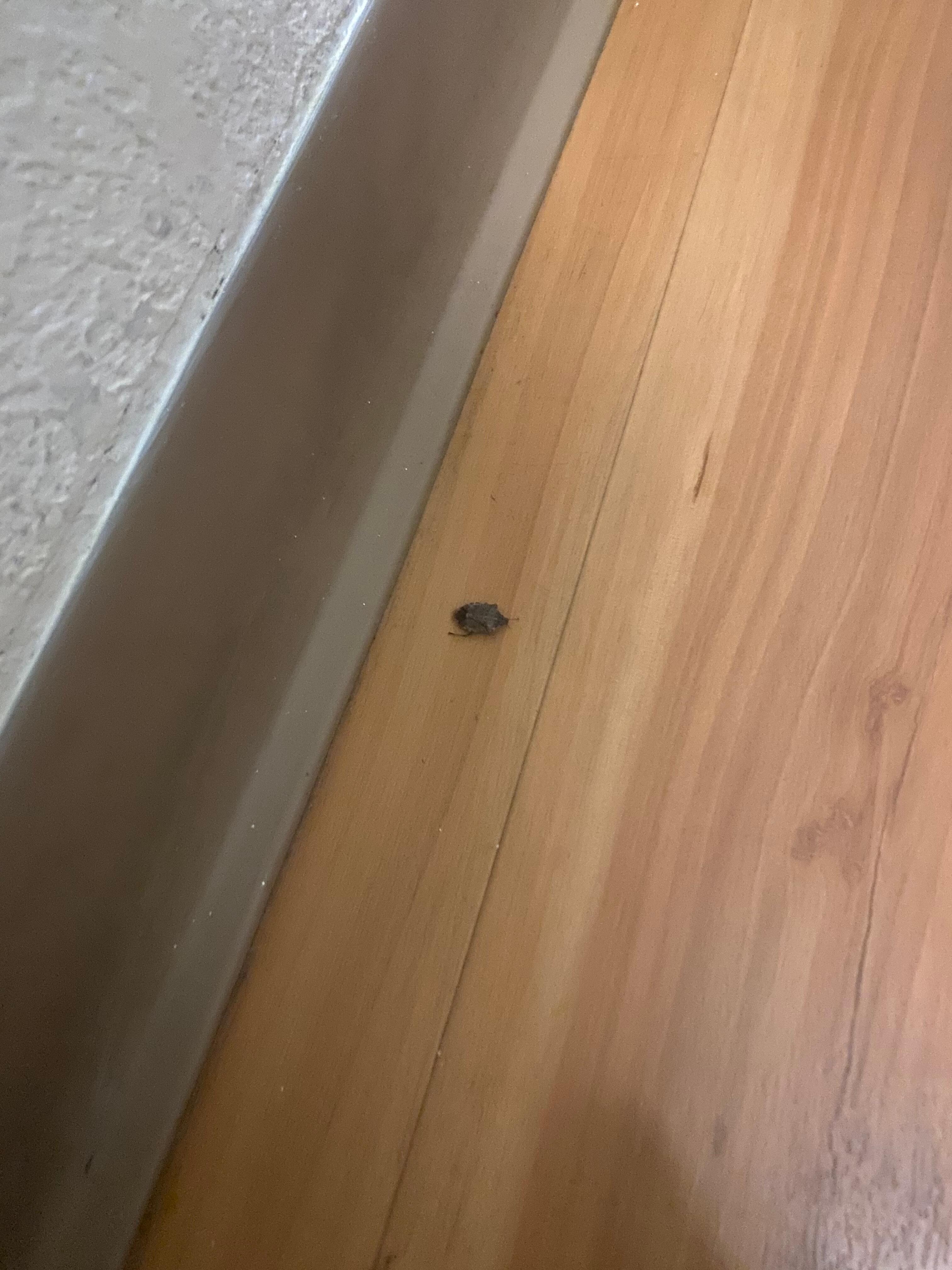 Bed bug