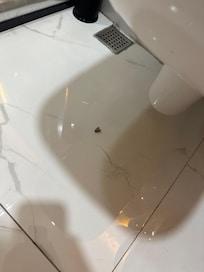 Insect