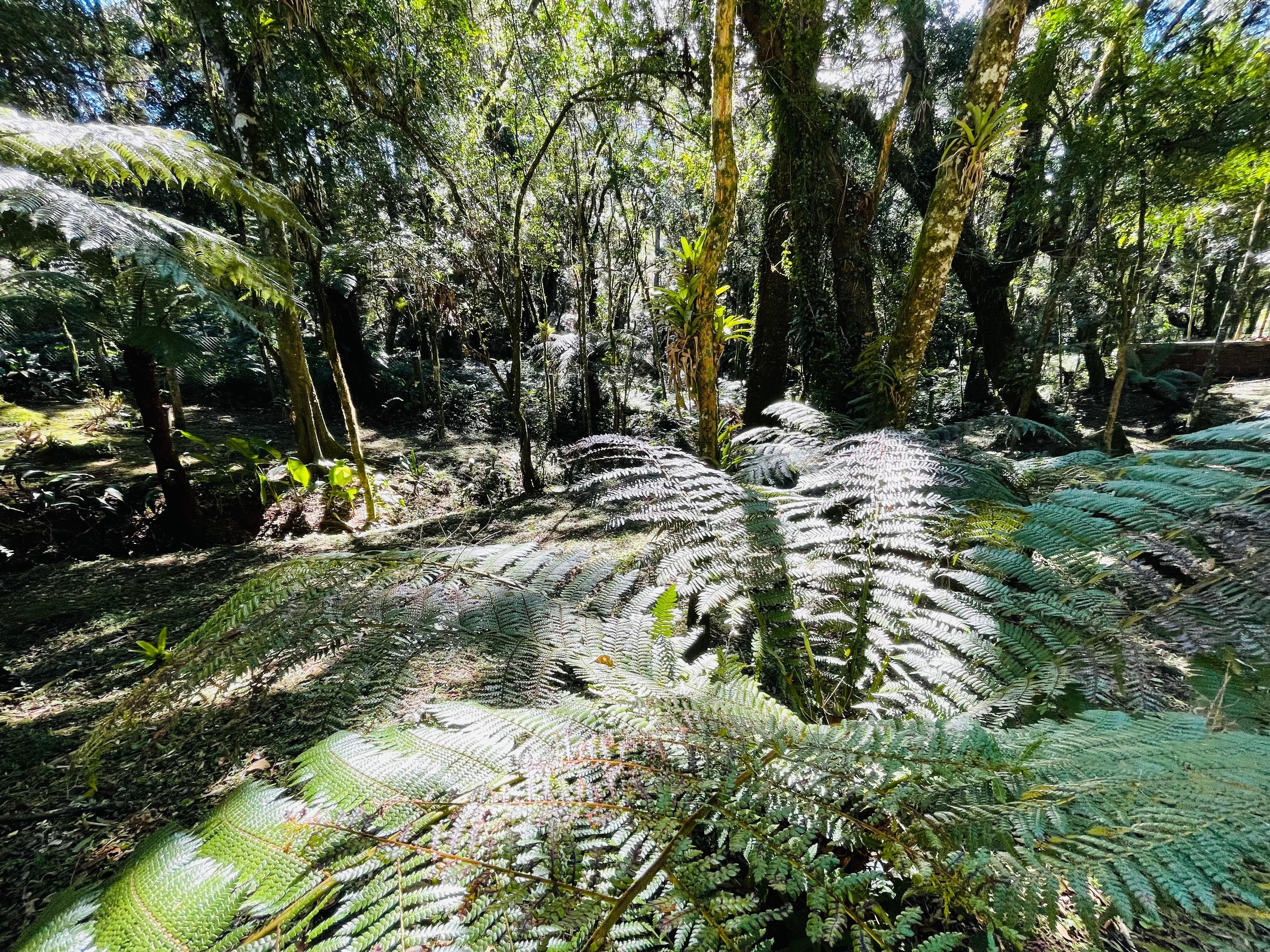 Floresta no fundo da pousada. 