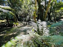 Floresta no fundo da pousada.