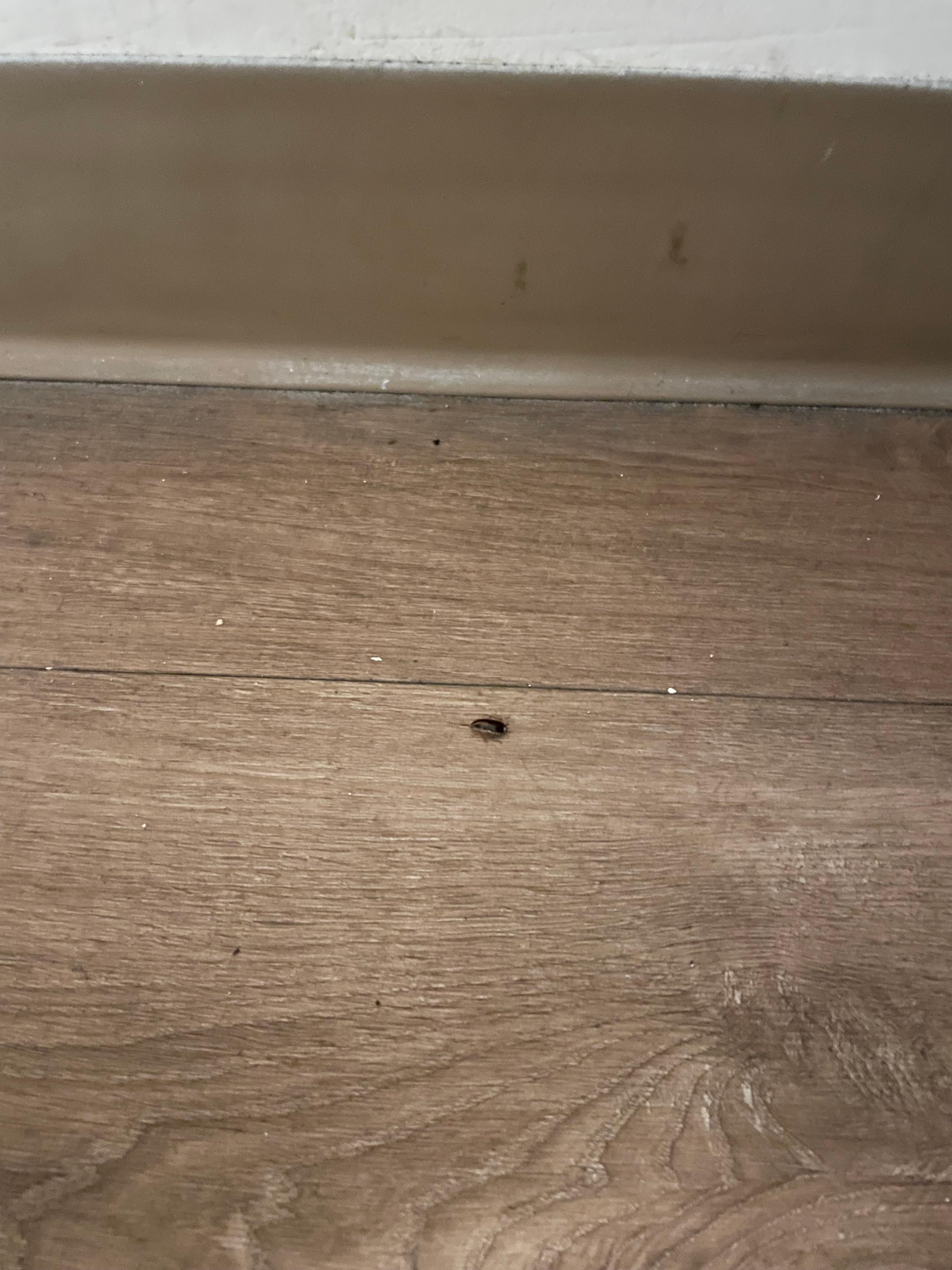 Cockroaches on the floor  