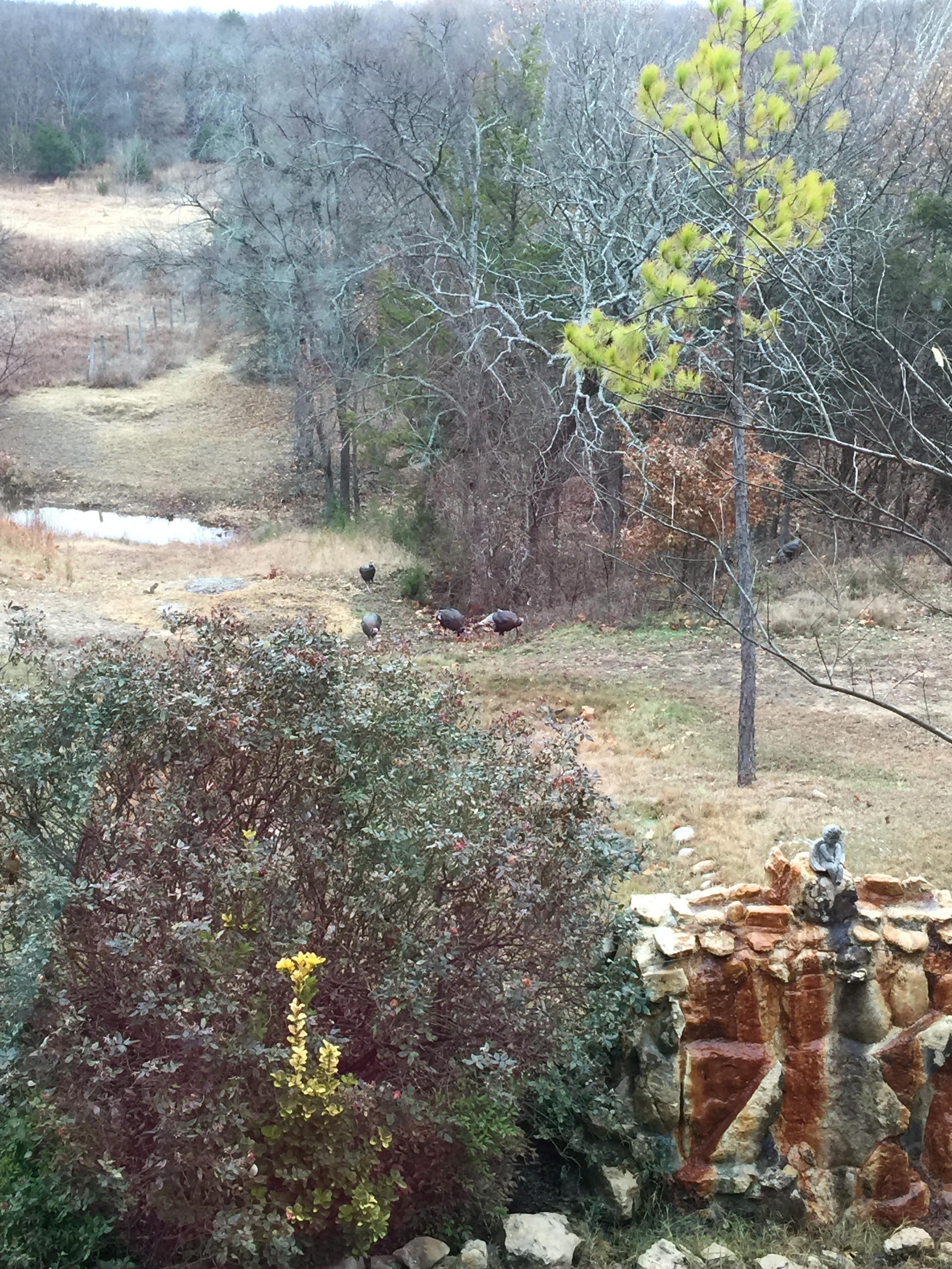 See the turkeys?