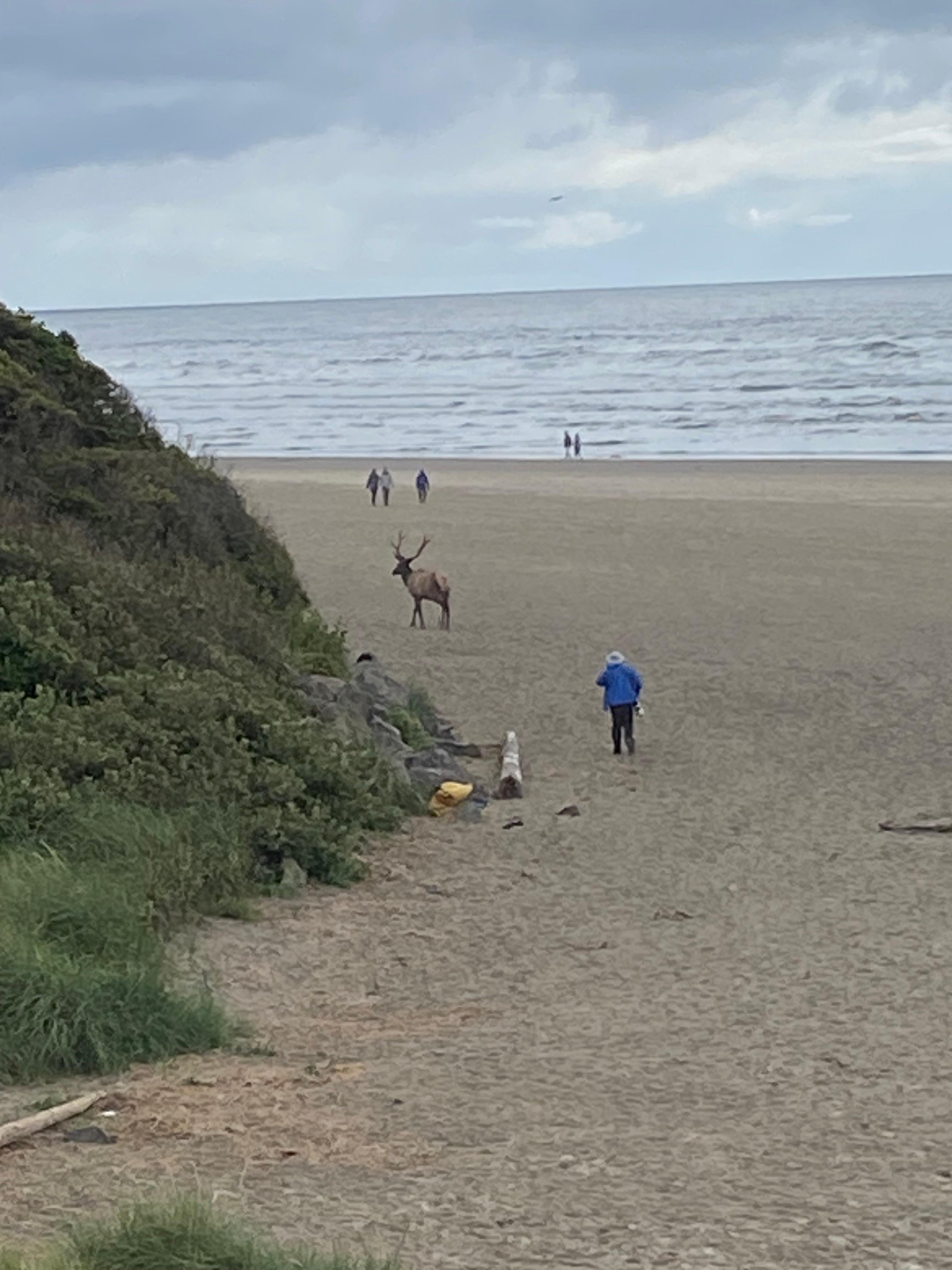 Elk walking casually down the beach.  