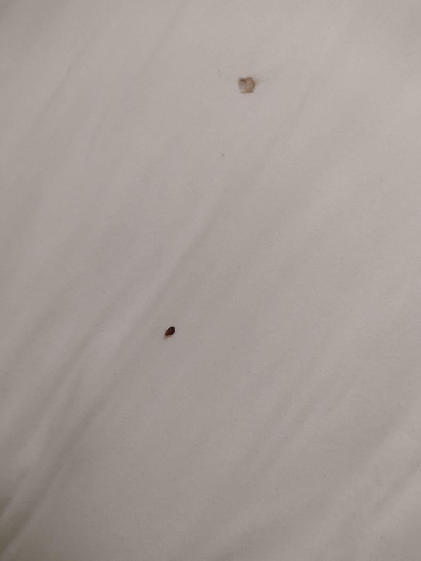 When my daughter feel the bite, she kill the bedbug