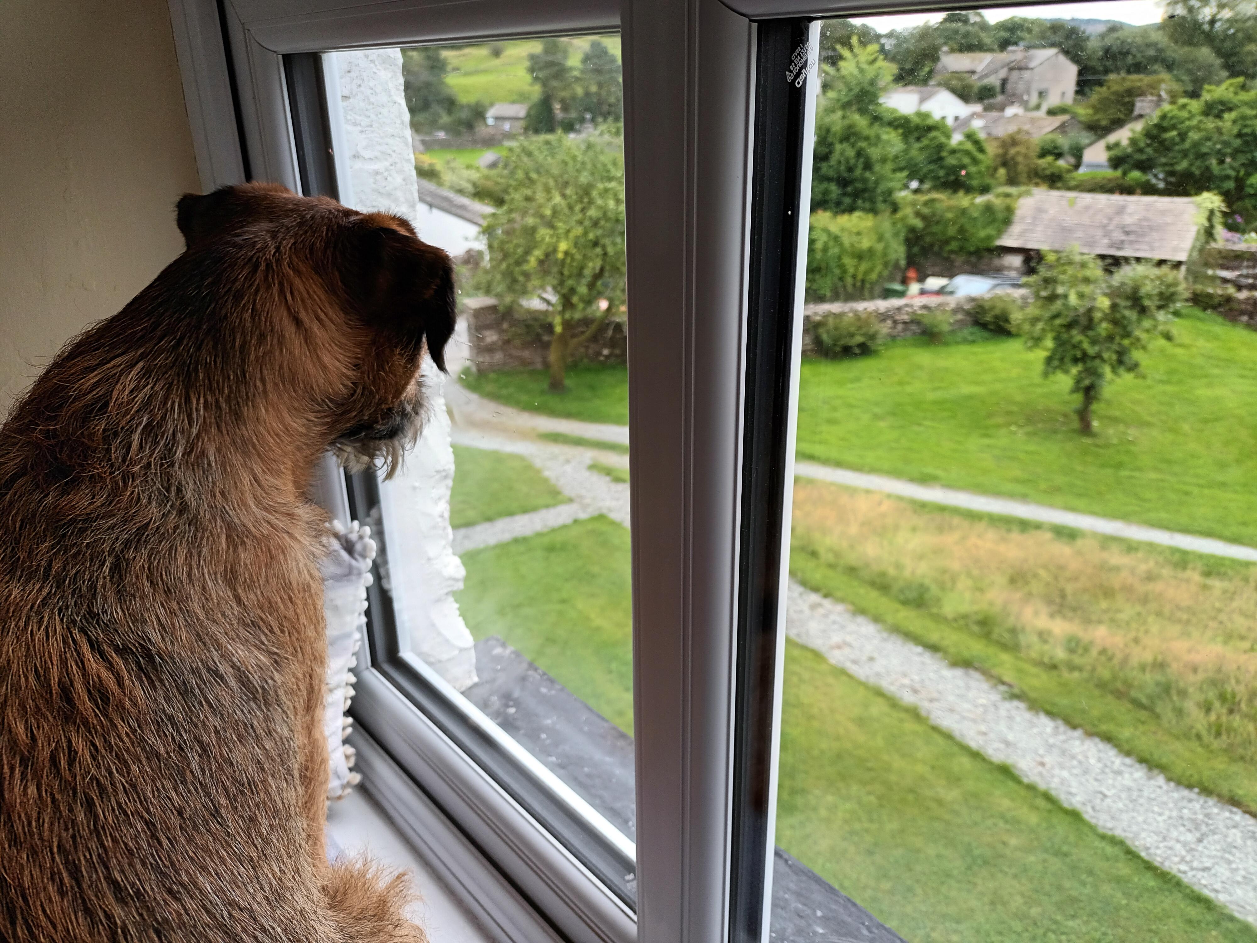 Archie admiring the view.