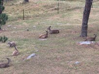 deer from deck