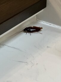 Water bug in master bathroom