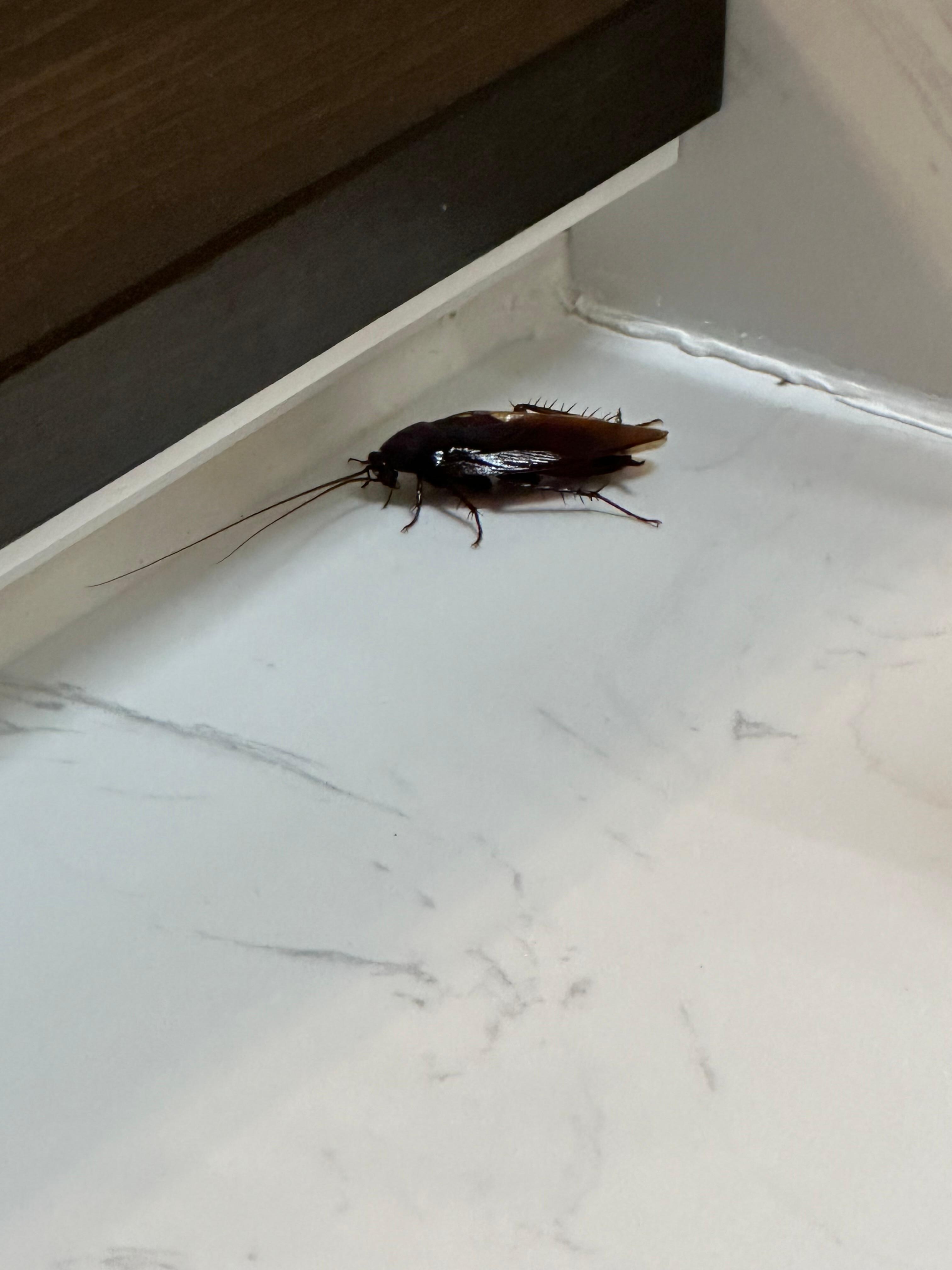 Water bug in master bathroom 