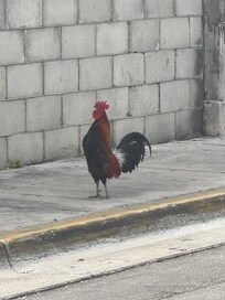 Rooster :)