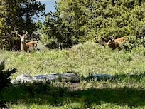 Elk visitors!