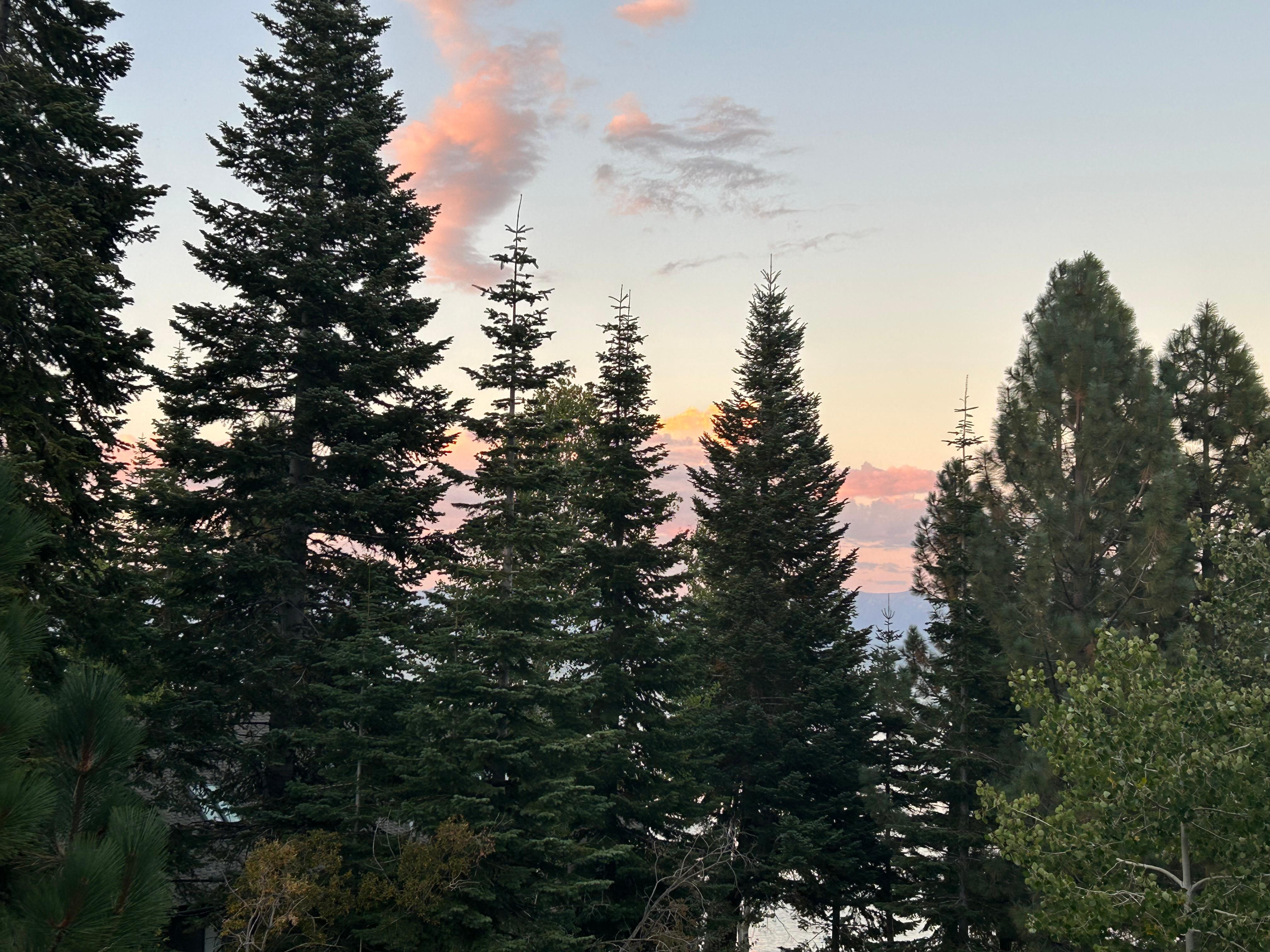 View of the trees from the deck 