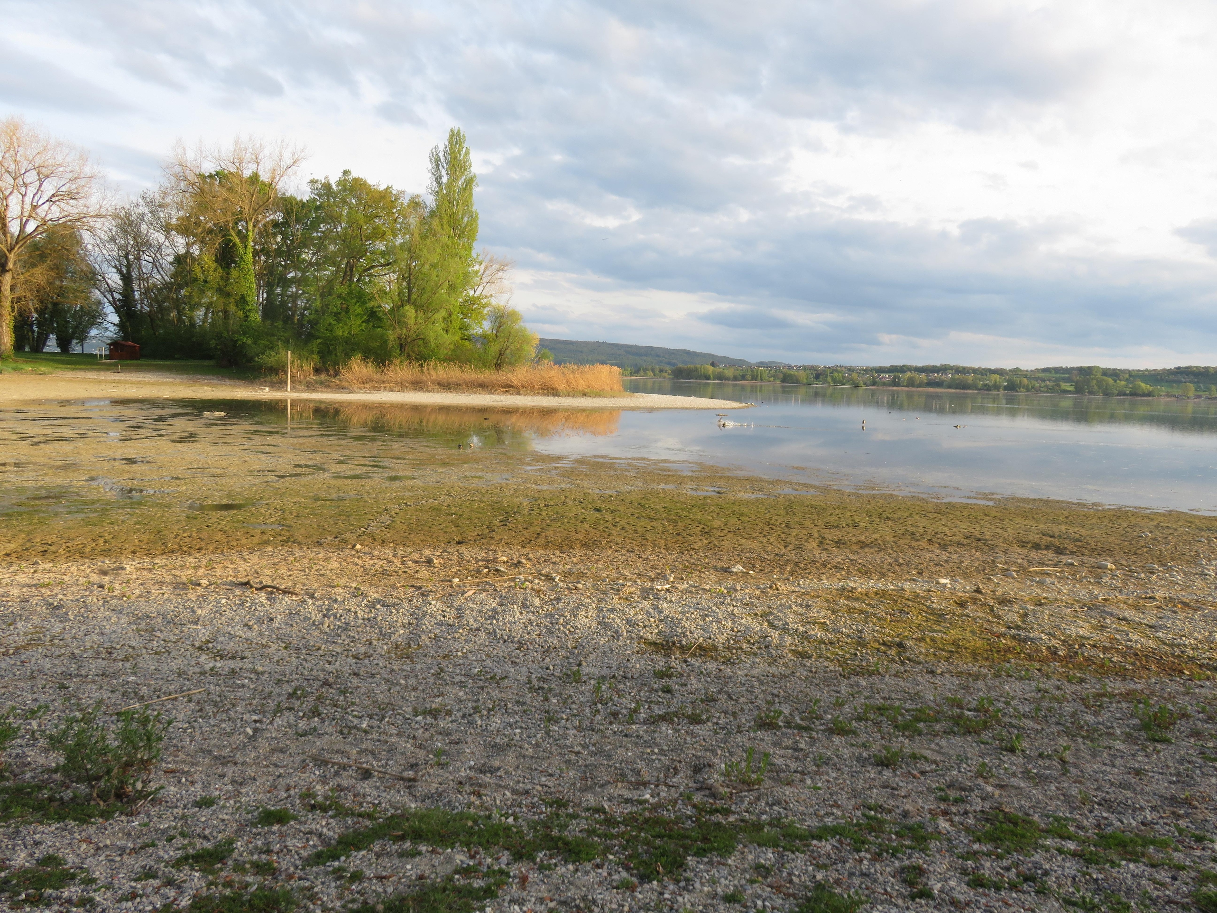 Naturschutzgebiet Mettnau