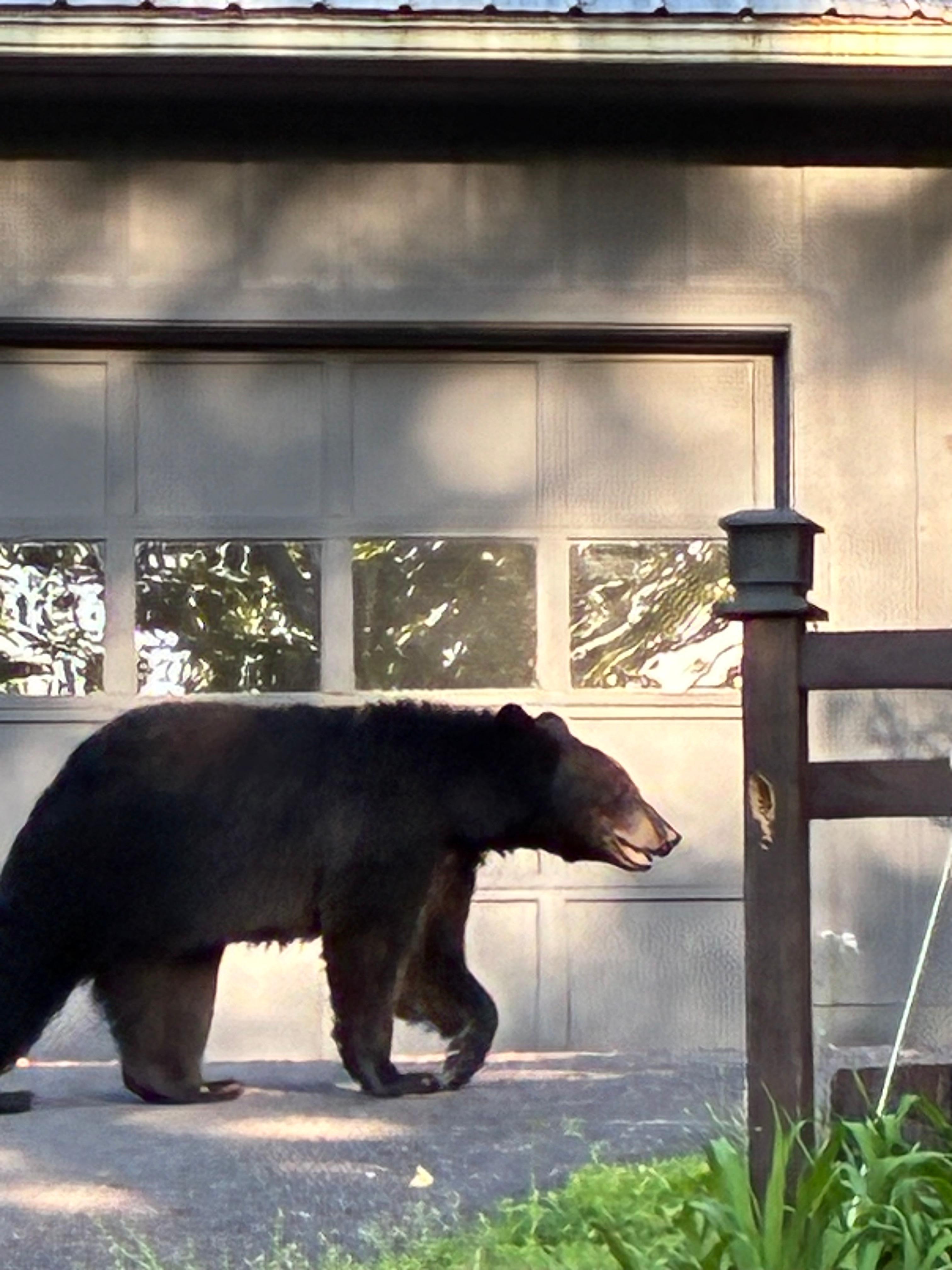 Mama bear had two or three babies walking in front of her that I did not get in the picture. They were off into the woods before she was. This was taken right down the street from the cabin near the Wildwood Forest  sign