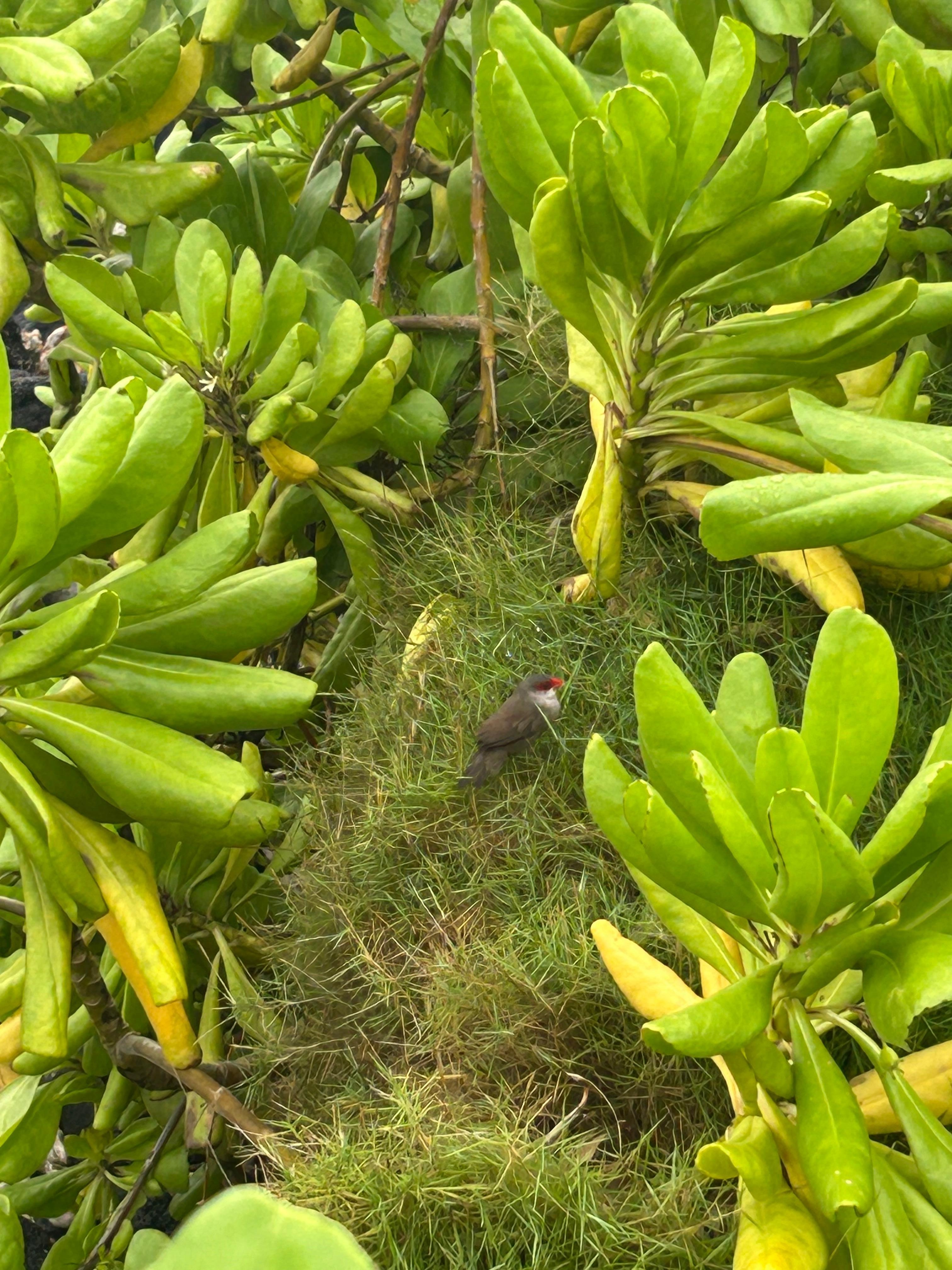 Flora in front of resort 